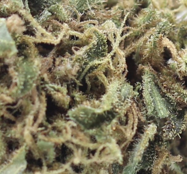 Amnesia (AA) $2.25/Gram - Image 2
