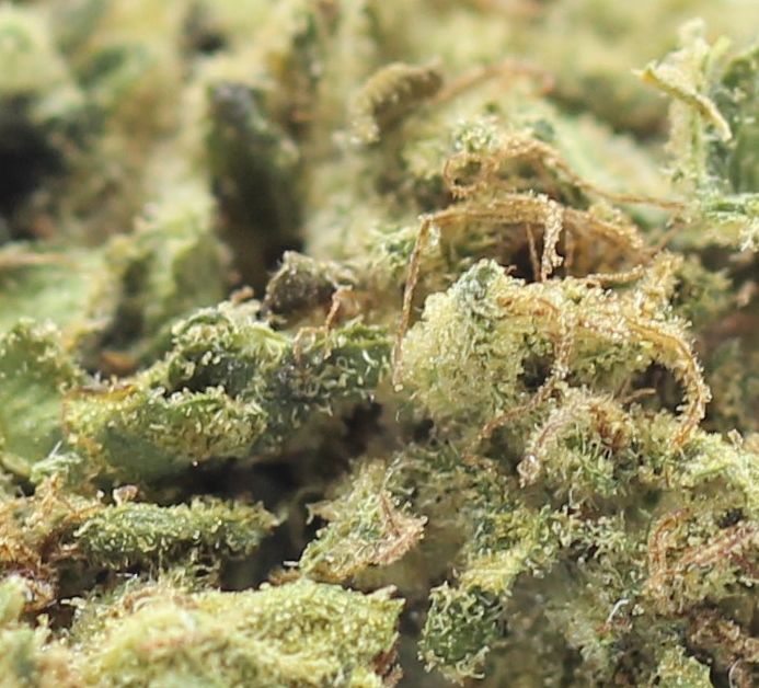 Shishkaberry (AA) $2.25/Gram - Image 2