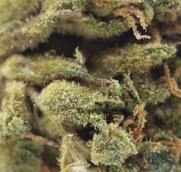 Sour Bubba (AA) $2.18/gram - Image 2