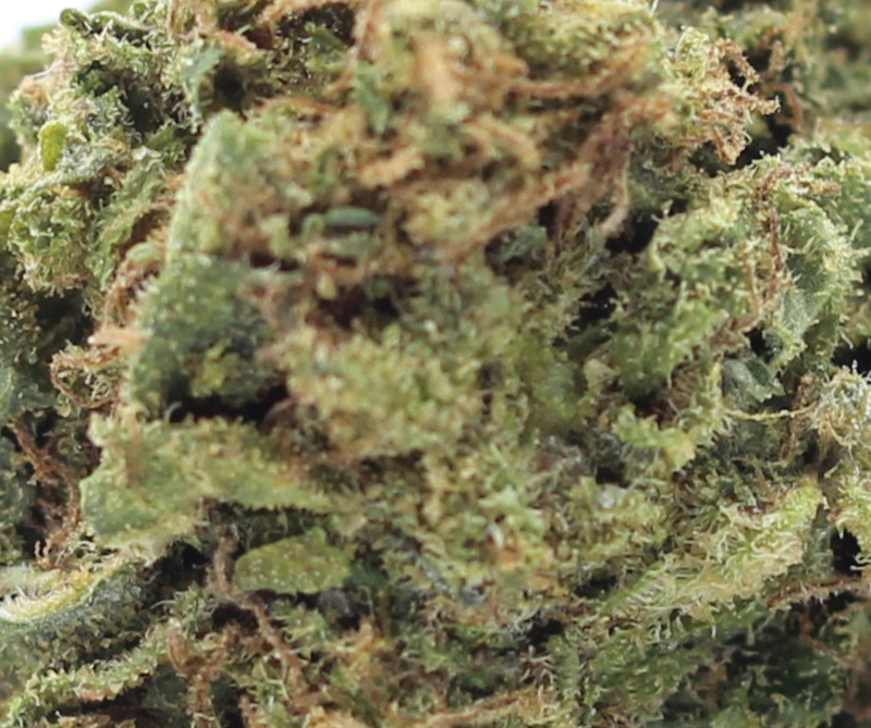Trainwreck (AA) $2.25/Gram - Image 2