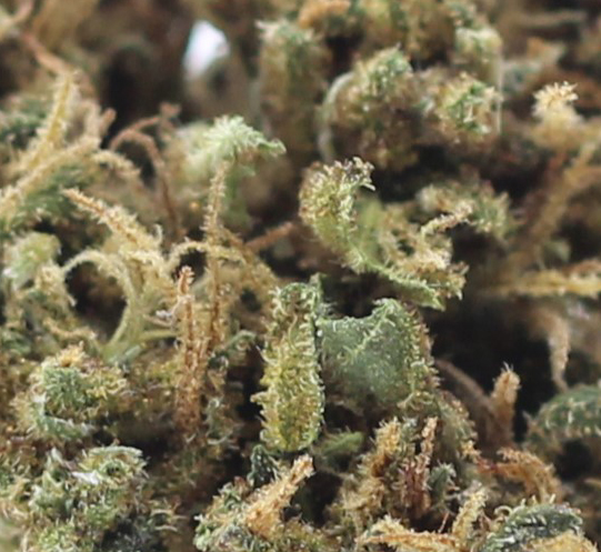 King Tut (AA) $2.25/Gram - Image 2
