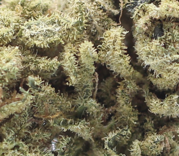Northern Lights (AA) $2.25/Gram - Image 2