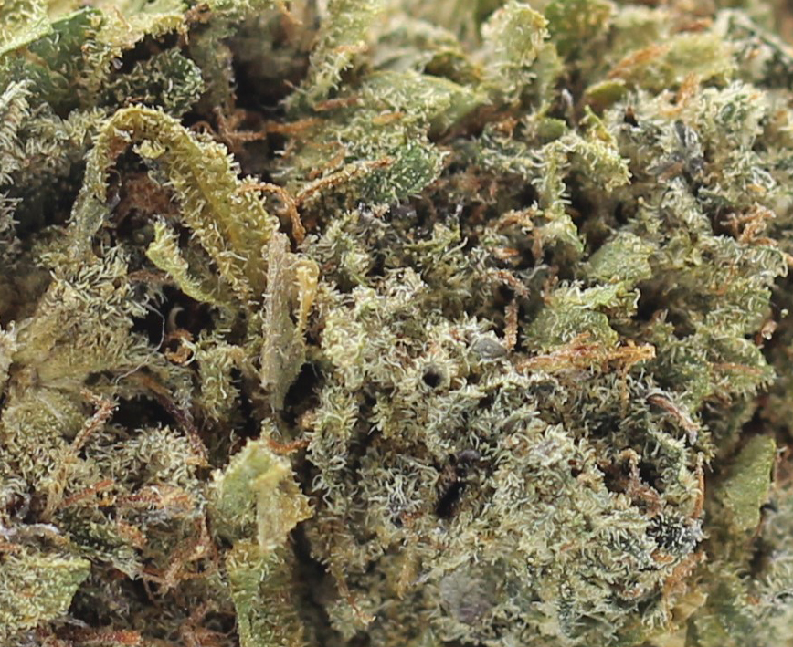 Purple Afghani (AA) $2.25/Gram - Image 2