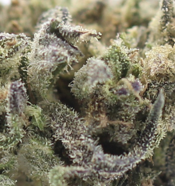 Granddaddy Purple (AA) $2.32/Gram - Image 2