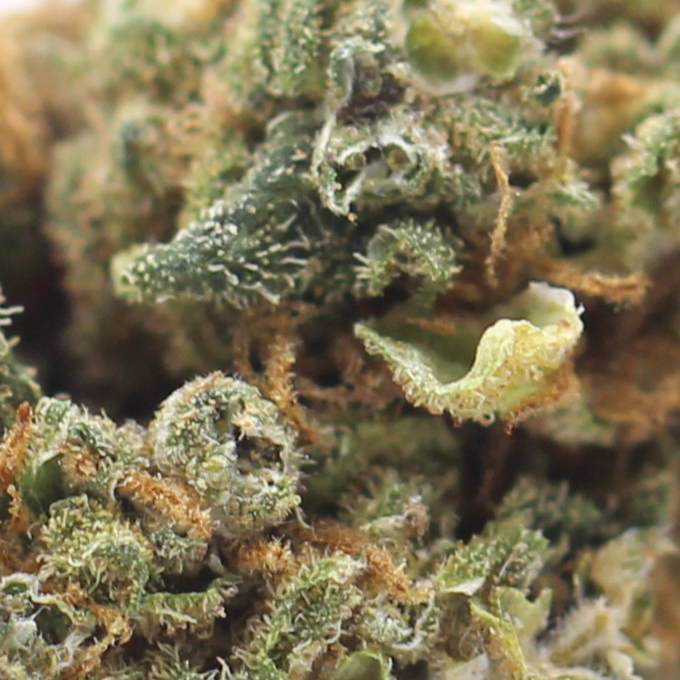 Garlic Jelly (AA) $2.25/Gram - Image 2