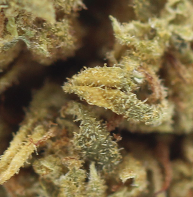 Jean Guy (AA) $2.25/Gram - Image 2