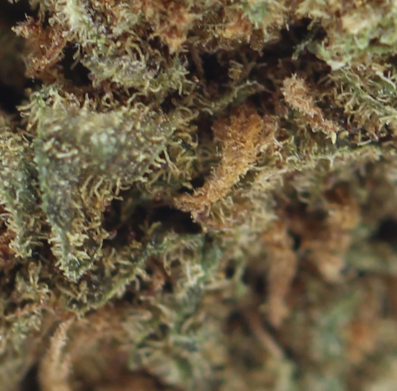 Tangie (AA) $2.25/Gram - Image 2