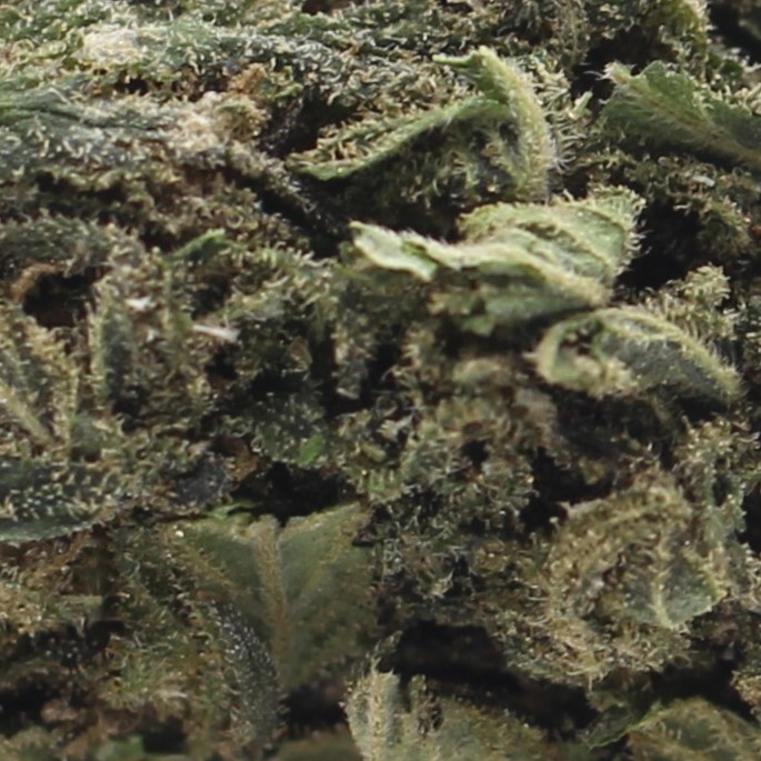 Trident (AA) $2.32/Gram - Image 2