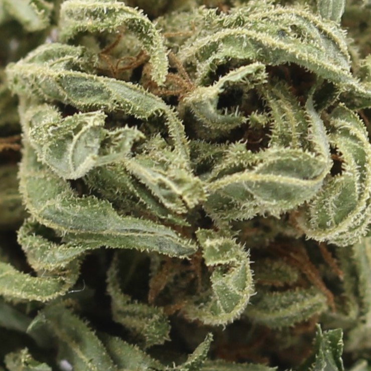 Purple OG Kush (AA) $2.46/gram - Image 2