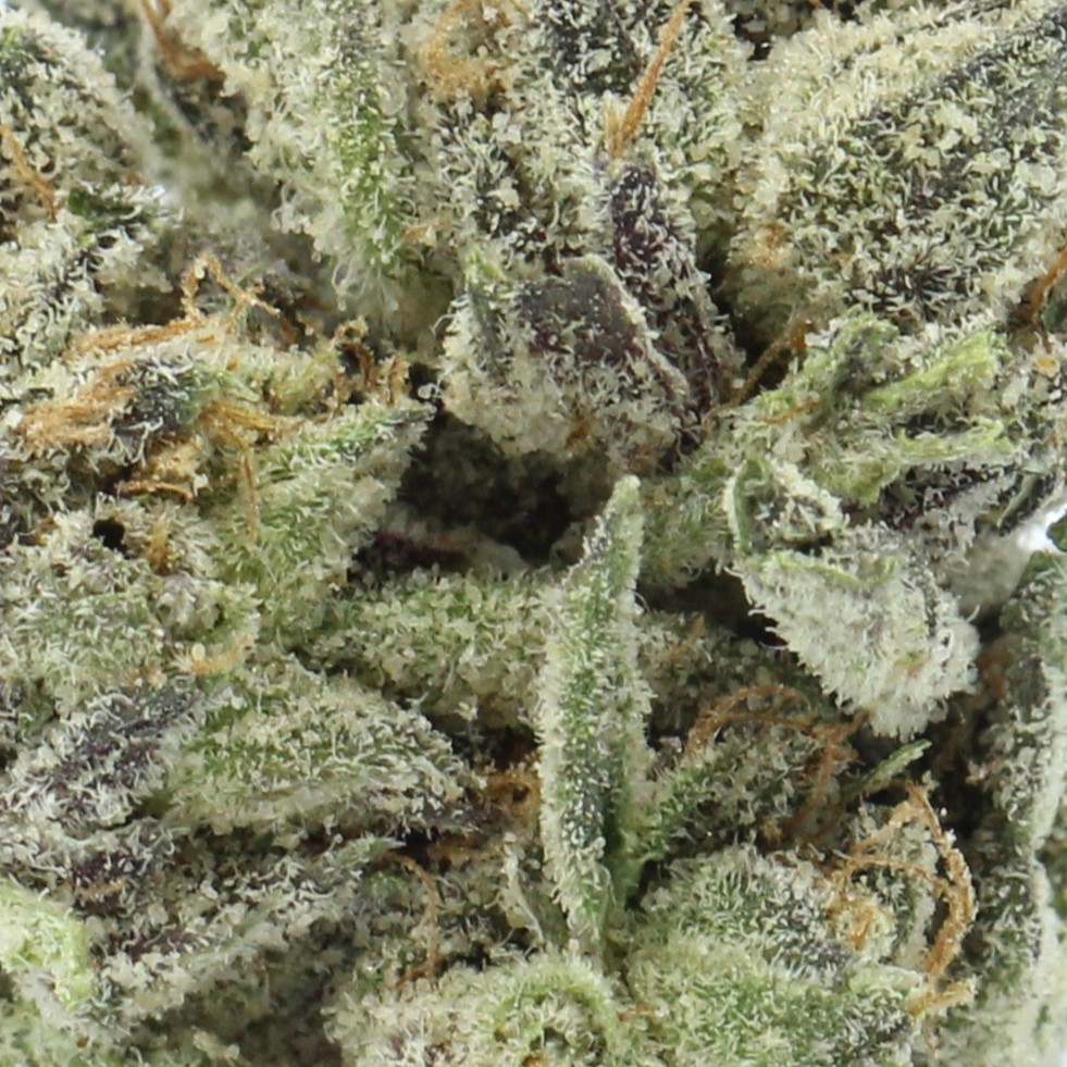 Animal Face Smalls (AAAA) $3.92/gram - Image 2
