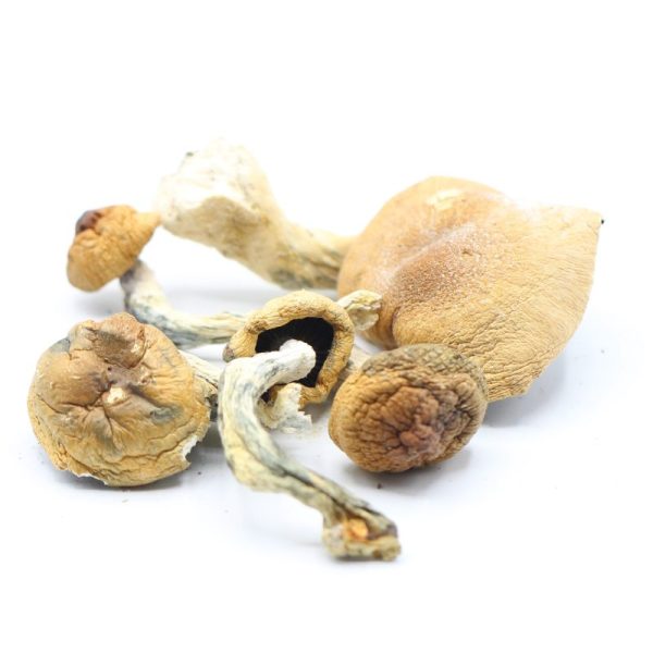 B+ Shrooms