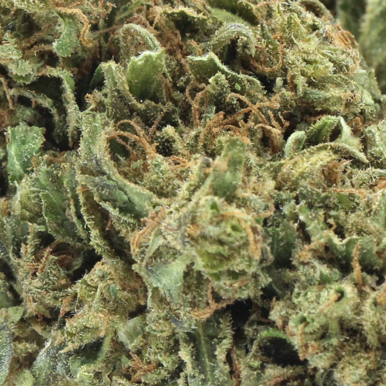 GG4 (AA) $2.46/gram - Image 2