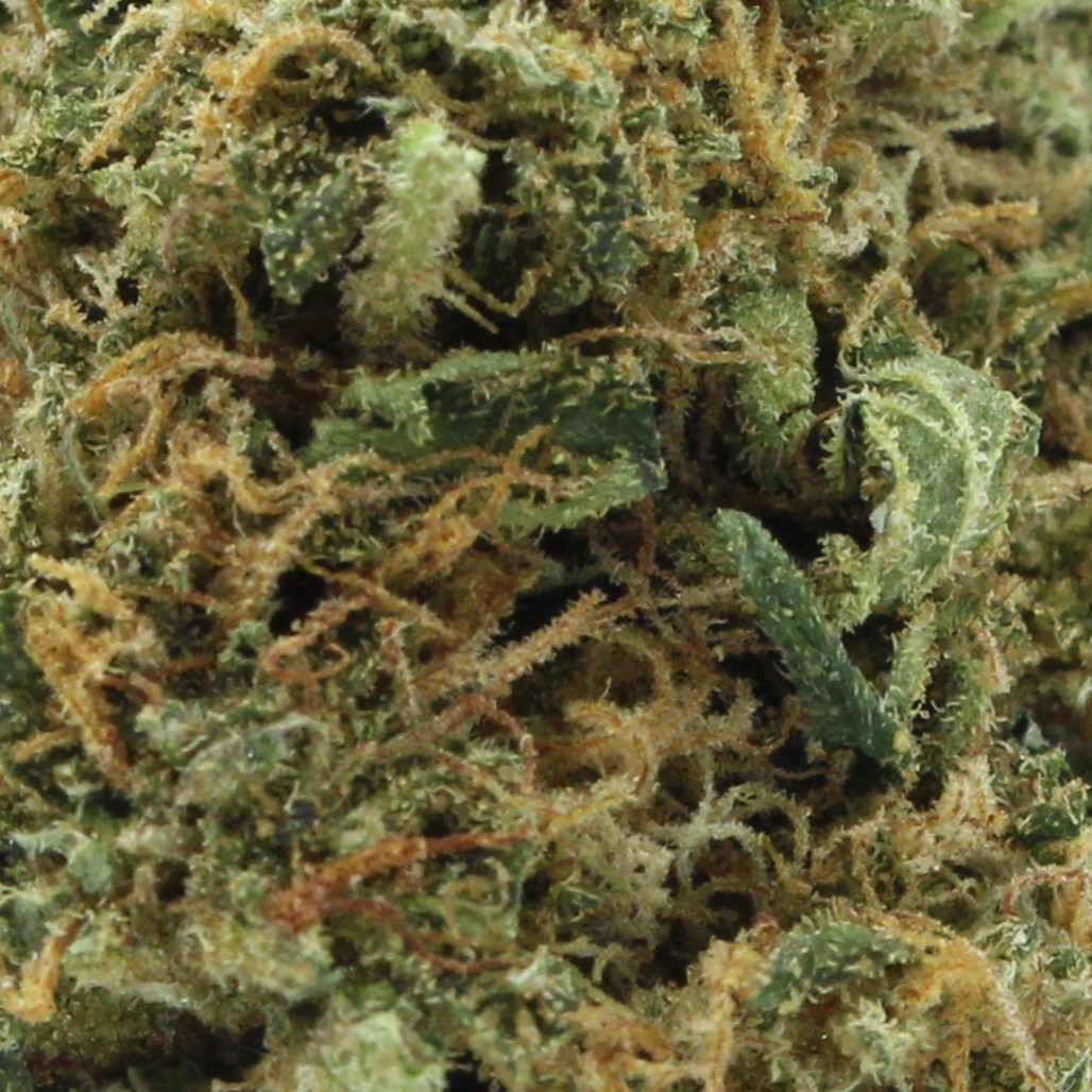 Skullcap (AA) $2.46/gram - Image 2
