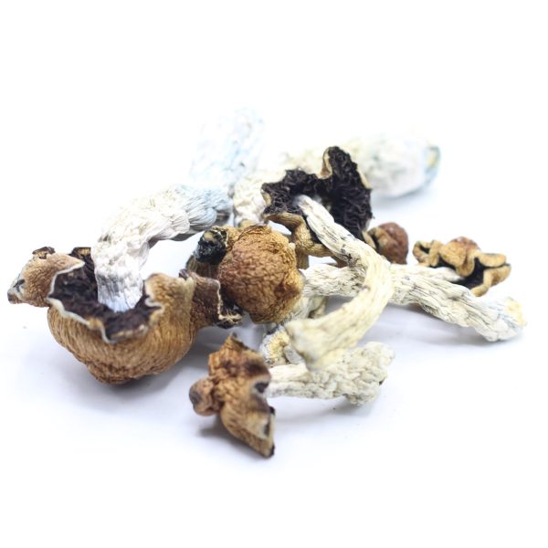 Code Blue Shrooms