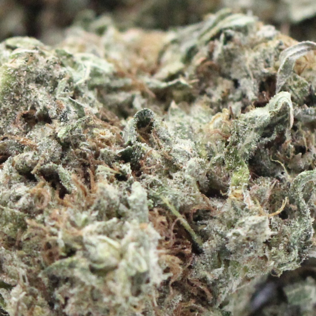 Alien Orange Cookies (AA+) $2.68/gram - Image 2