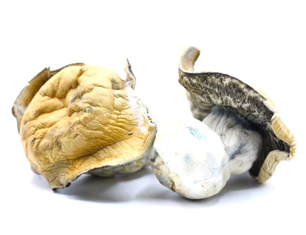 Hillbilly Shrooms