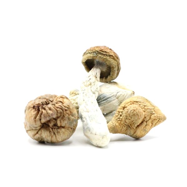 Tidal Waves Shrooms