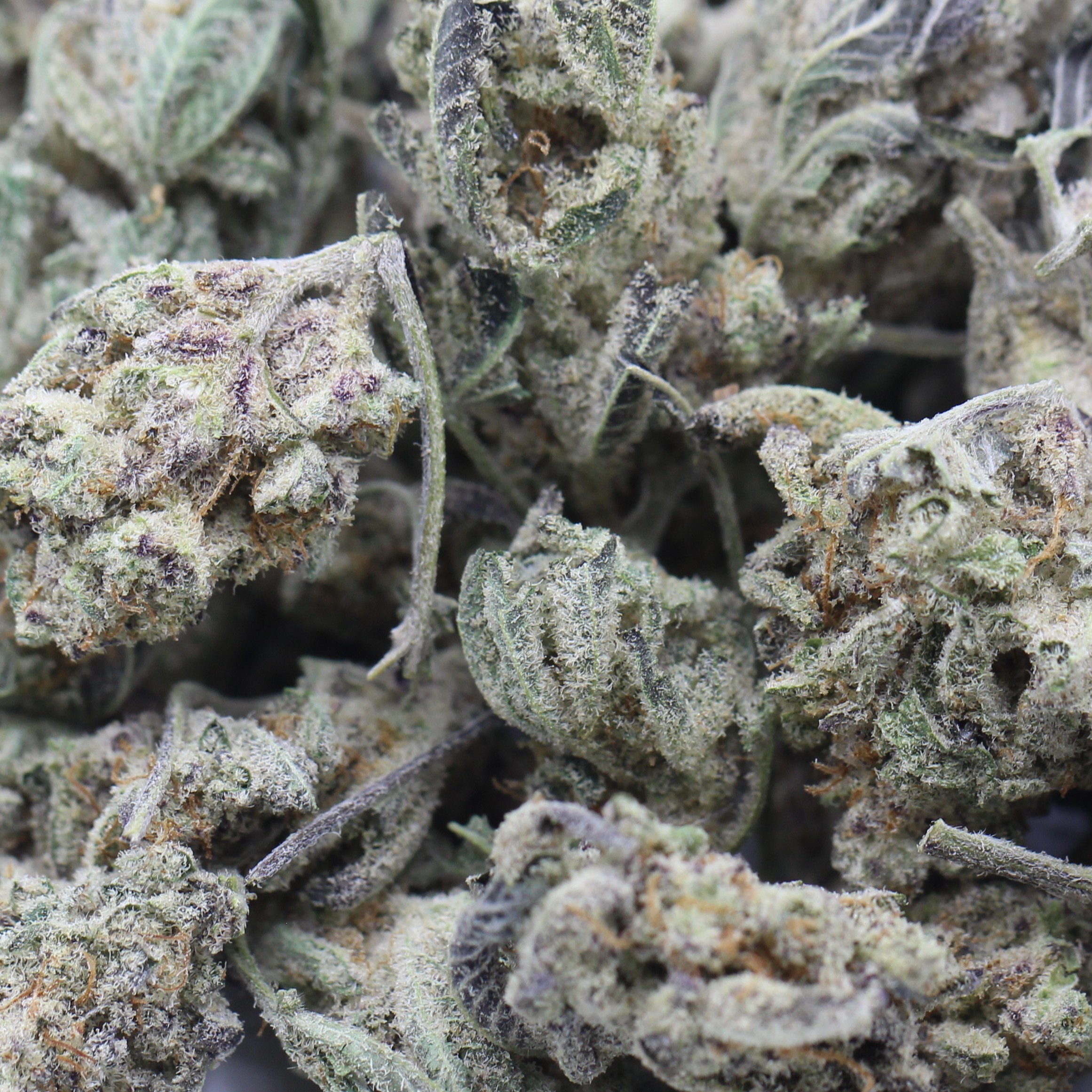 Zombie OG Popcorn (AA+) $2.50/gram - Image 2
