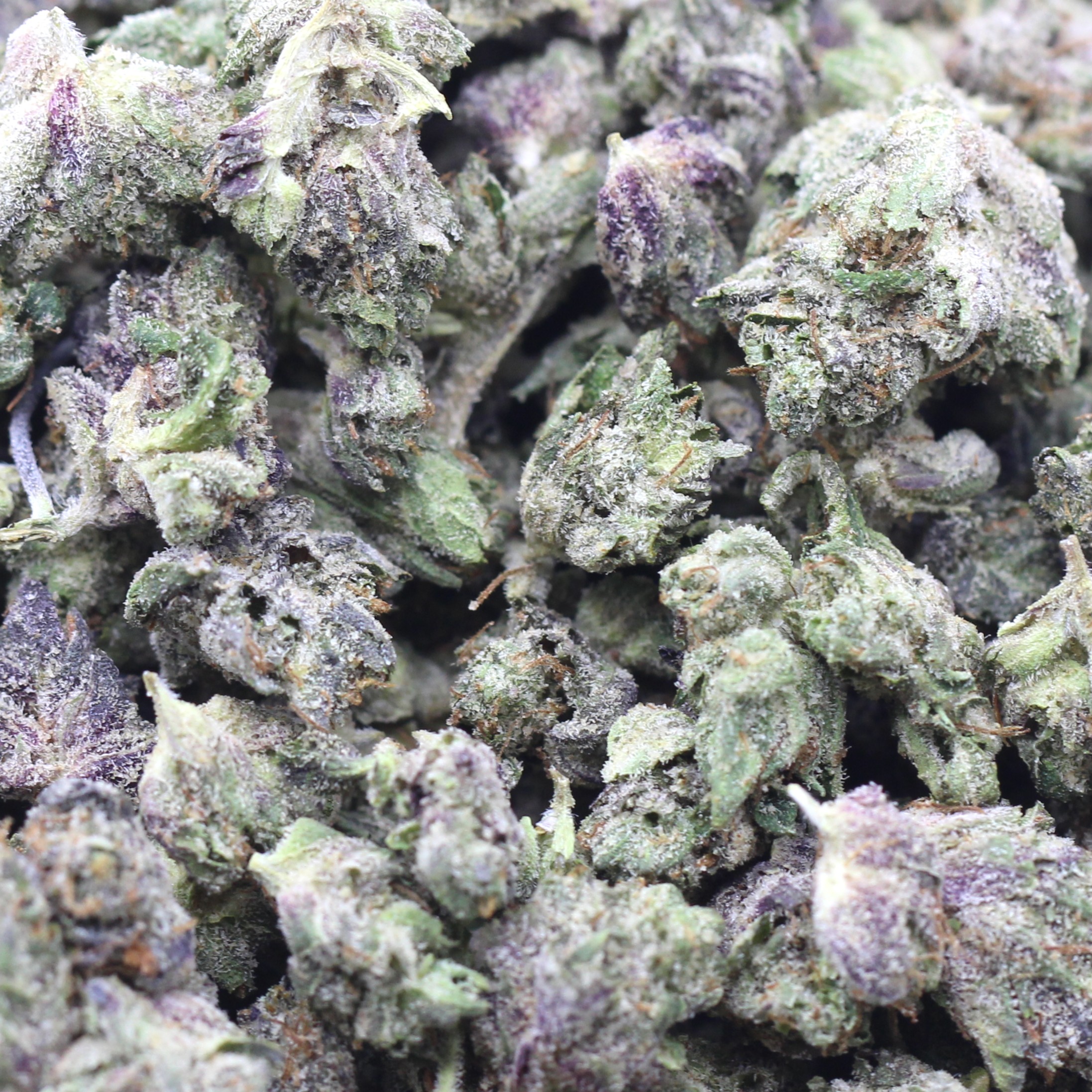 Platinum Rose Smalls (AAAA) $3.82/gram - Image 2