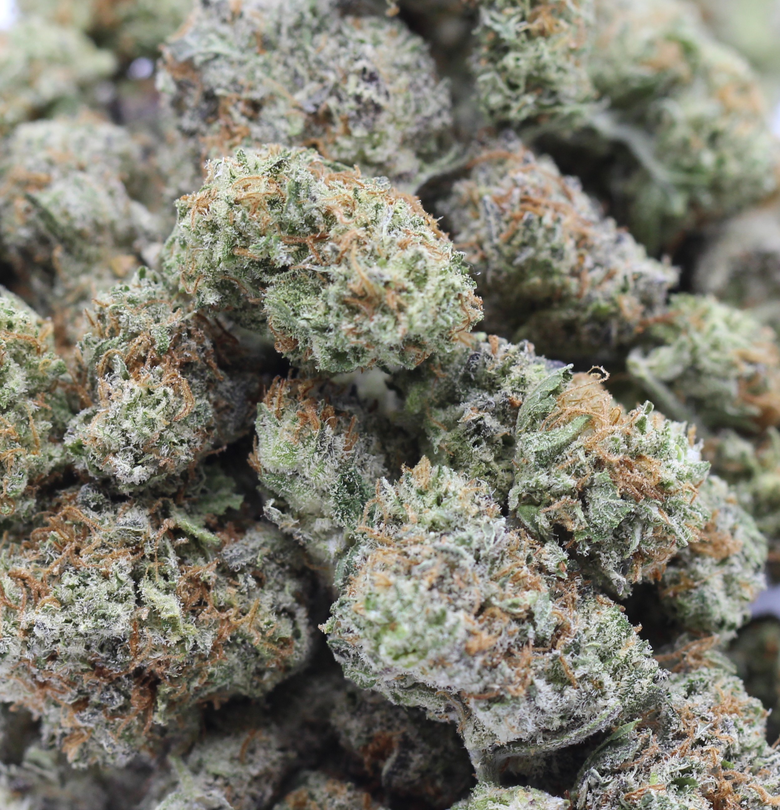 Gelato #5 Smalls (AAAA) $3.78/Gram - Image 2