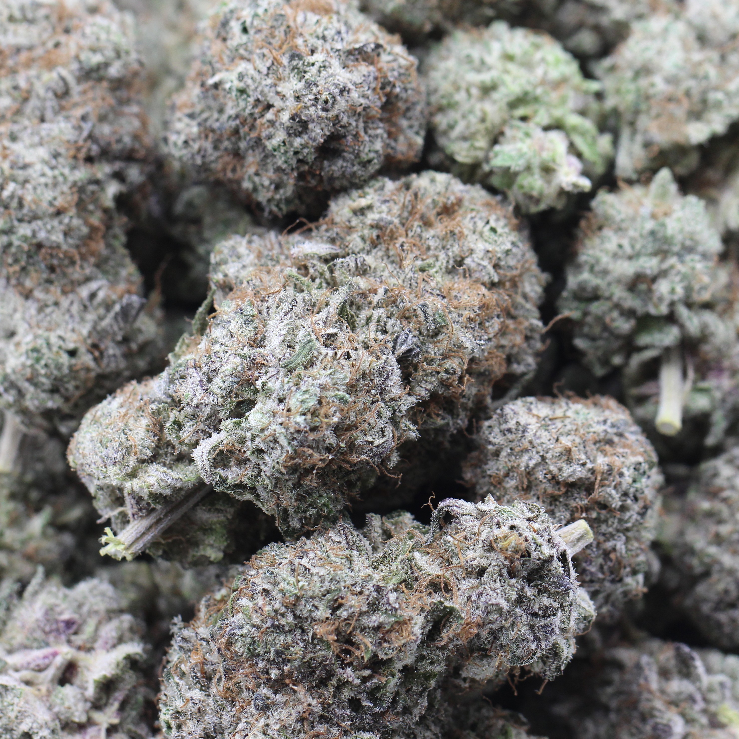 Tropical Thunder (AAA) $4.10/gram - Image 2